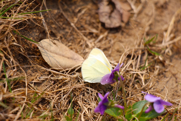 ������һ