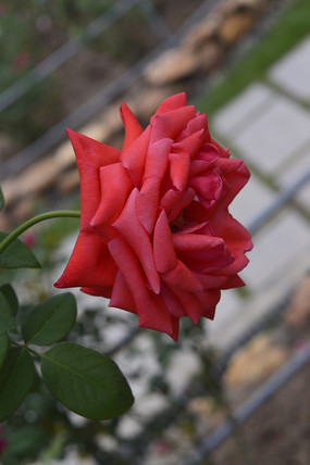 �����ĺ��¼�