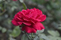 �����೤�ĺ컨�¼�