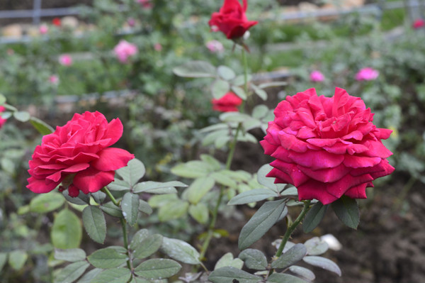 ���лʺ��¼���