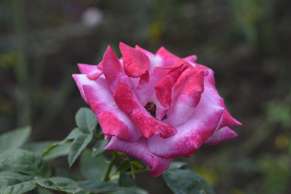 �����ɫ�¼���