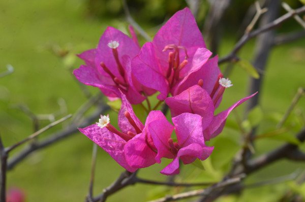 �������ɫ����÷��