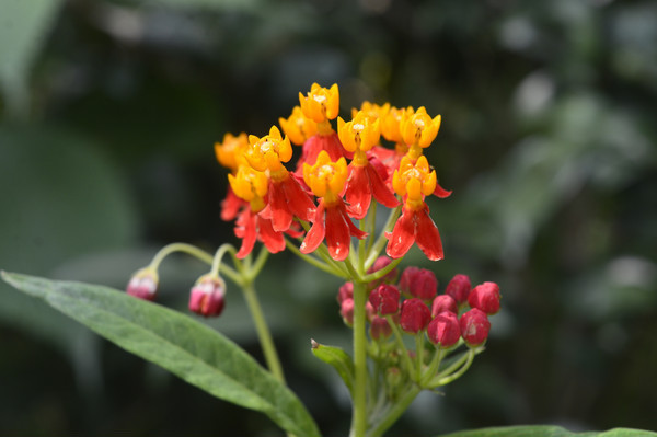 ������ʢ���������