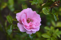 ���������ķۺ�ɫ�¼���