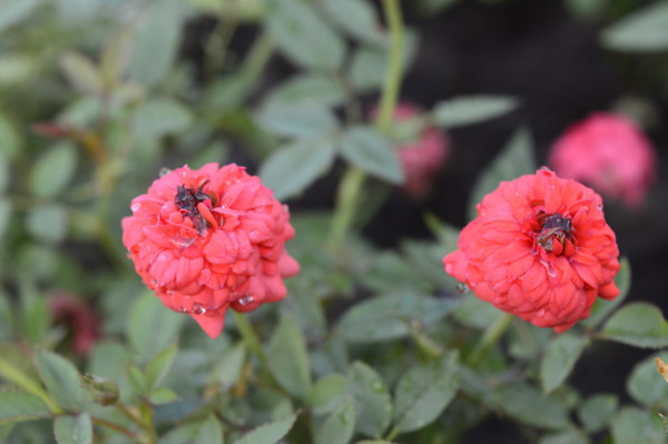 �����ɫ΢���¼���