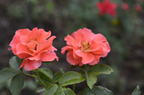 �����ɫ�¼���