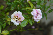 ����С�������΢���¼�