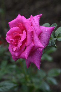 õ��ɫ�¼��������ز�ͼ