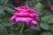 õ��ɫ�¼����زı���ͼ