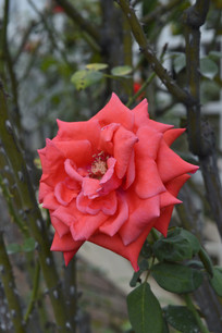 �����Ĵ󻨺��¼�