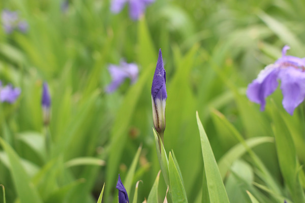 �����Ļ���