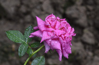 �������޵��Һ�ɫ�¼���