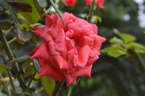 ÿ��ʢ�����¼���