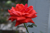 Ǿޱ�ƺ컨�¼�