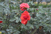 �˹���ֲ�ĺ�ɫ�¼���