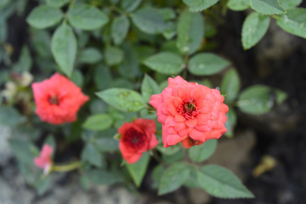 ʢ���ĺ�ɫ΢���¼���