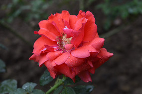 ���ɫ�¼�������ͼ