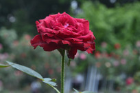 ���ɫ�¼���ͼƬ�ز�