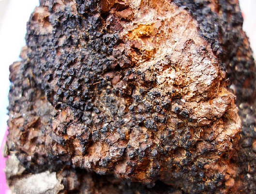 ����������֭