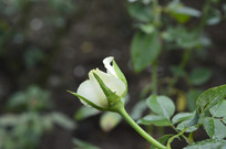 С������İ�õ��