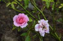 С�������΢���¼�