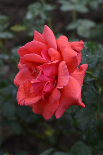 Ѥ�����˵ĺ컨�¼�