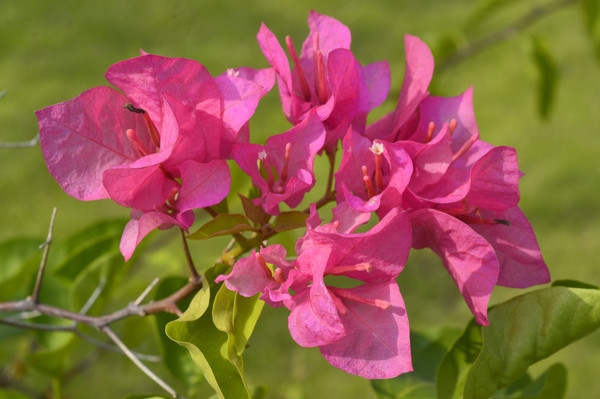 ���ɫ����÷���仨��