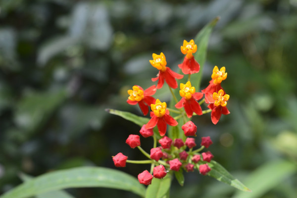 �����ĺ��ɫ����������