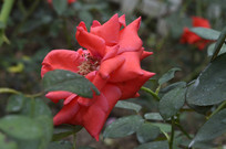 ��ɫŨ�����޵��¼���