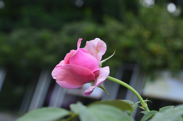 һ�使С������Һ�ɫ�¼���