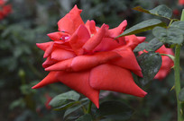 ����ζ�ĺ�ɫ�¼���