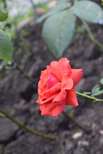 ԰���̻�-�����¼���