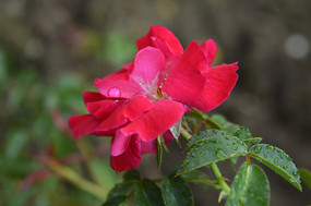 �¼���������д