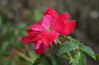 �¼���������д