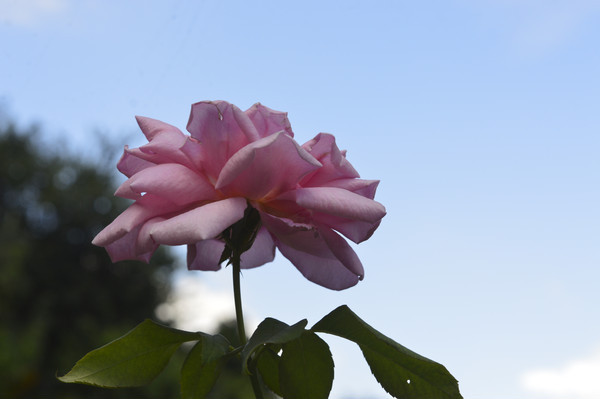 �¼���Ʒ��Ħ�ɸ繫��