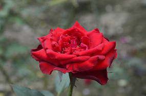 ��̨��԰�컨�¼�