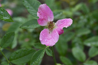 ֻ����Ƭ������¼���