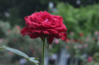 ���ɫ�¼���