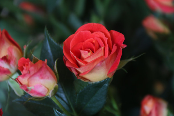 ��ʯõ��Ļ��뻨�Ƕ�