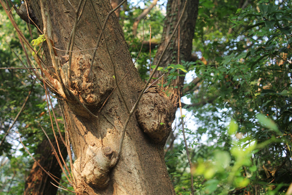 ���ݻ���·����ɫ����