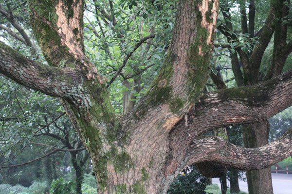 ����é�Ҳ�����֦��