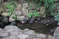 ����é�Ҳ�ˮ��