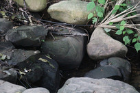 ����é�Ҳ�ˮ��һ��