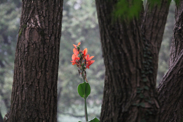 é�Ҳ����ɼ�ĺ컨