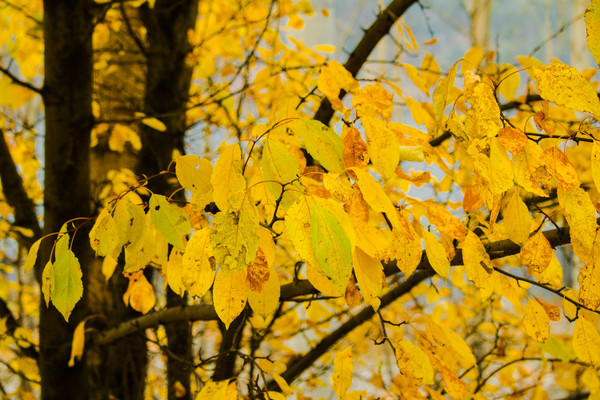 ���ɻ�ɫҶ��