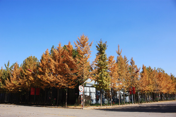 ̹����һ��