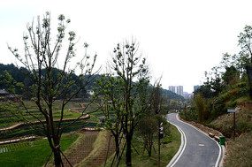 乡村道路