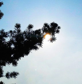 �����µ�֦Ҷ