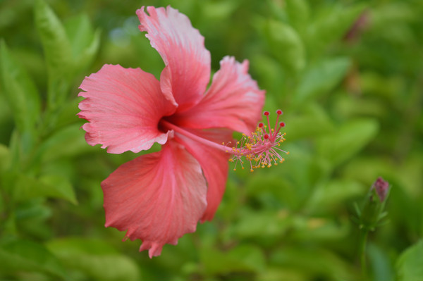 ����ɣ��