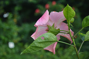 �ۺ�ɫ��ɣ����������Ӱͼ